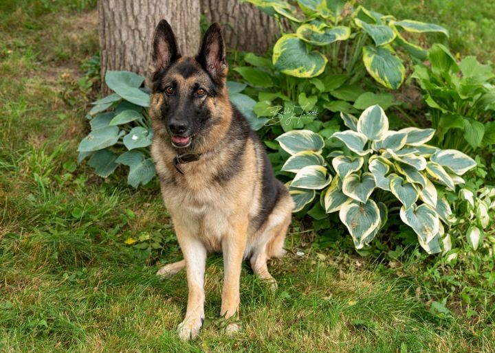 Bella, an adoptable German Shepherd Dog in Vienna, ON_image-4
