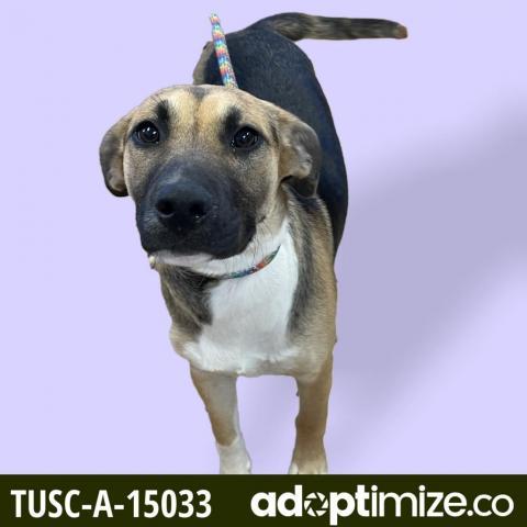 TUSC-Stray-tu3069