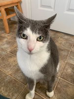 Holly, an adoptable Tabby, Domestic Short Hair in Morgan Hill, CA, 95038 | Photo Image 1