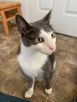 Holly, an adoptable Tabby, Domestic Short Hair in Morgan Hill, CA, 95038 | Photo Image 3