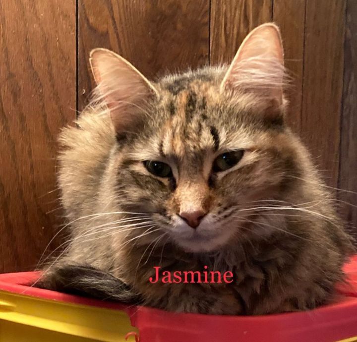 Jasmine, an adopted Torbie Mix in Newcastle, OK_image-1