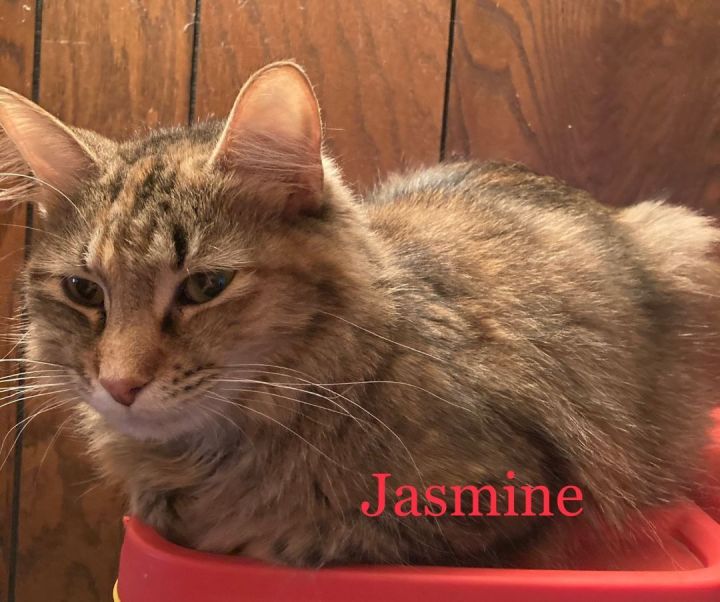 Jasmine, an adopted Torbie Mix in Newcastle, OK_image-2