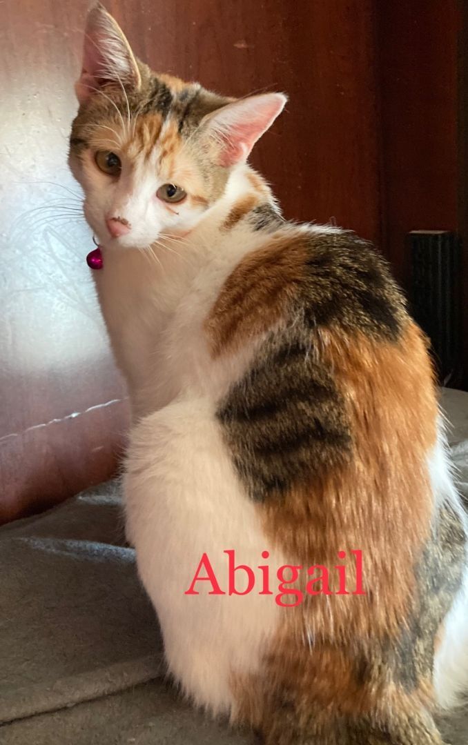 Abigal X, an adopted Calico in Newcastle, OK_image-2