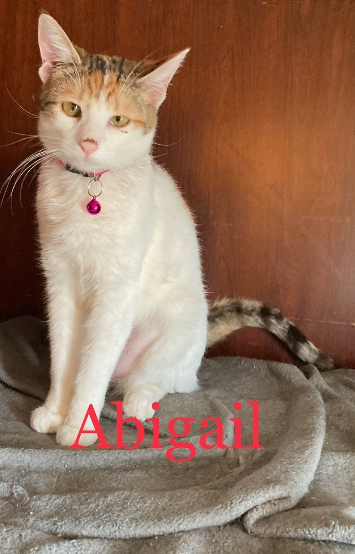 Abigal X, an adopted Calico in Newcastle, OK_image-3