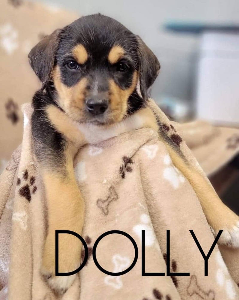 Dolly