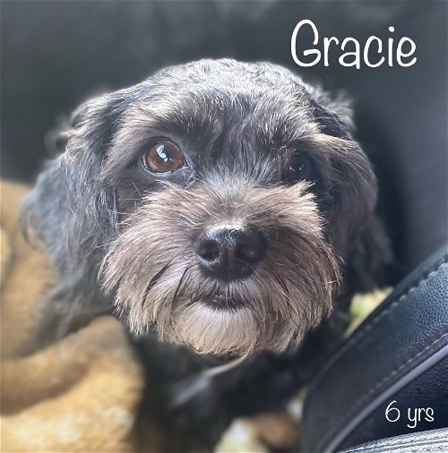 Gracie - No More Applications Please!!