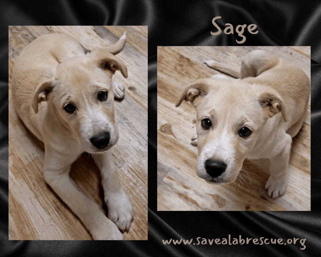 Sage