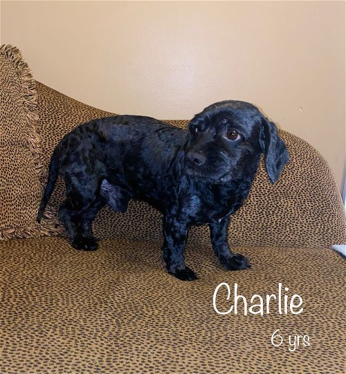 Charlie -Available!