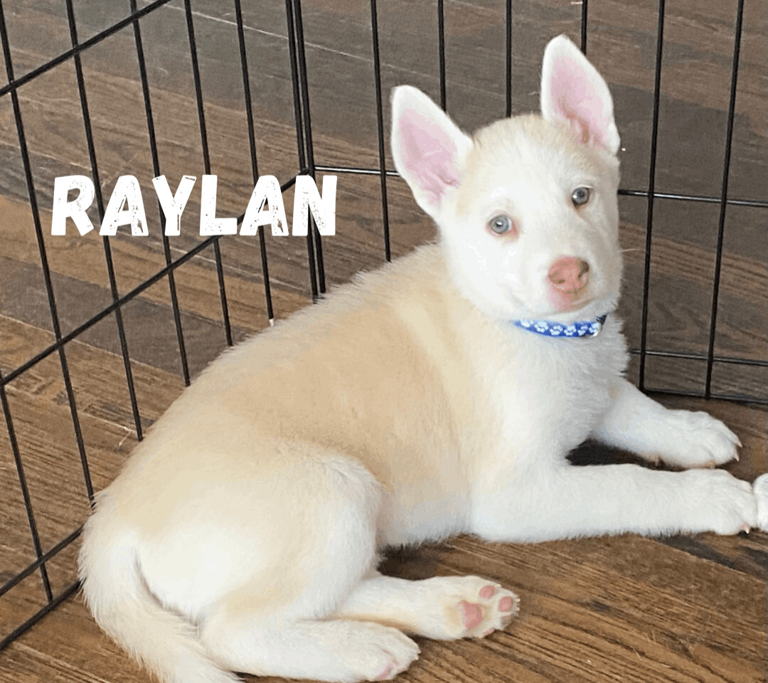 Raylan