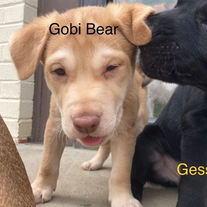 GOBI BEAR SOCIETY-SERENA PUP