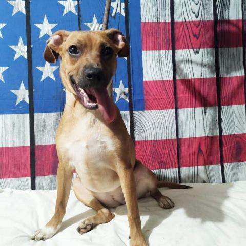 Raki, an adoptable Terrier & Shepherd Mix in San Diego, CA_image-1