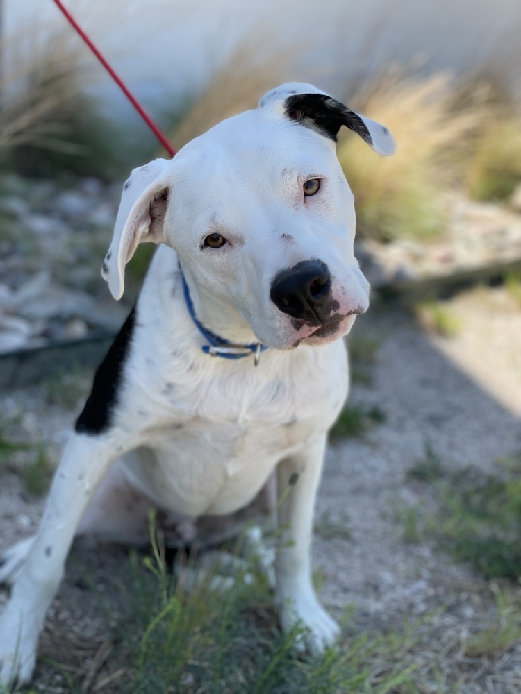 Dog for adoption - Levi, a Labrador Retriever Mix in Castle Rock, CO |  Petfinder