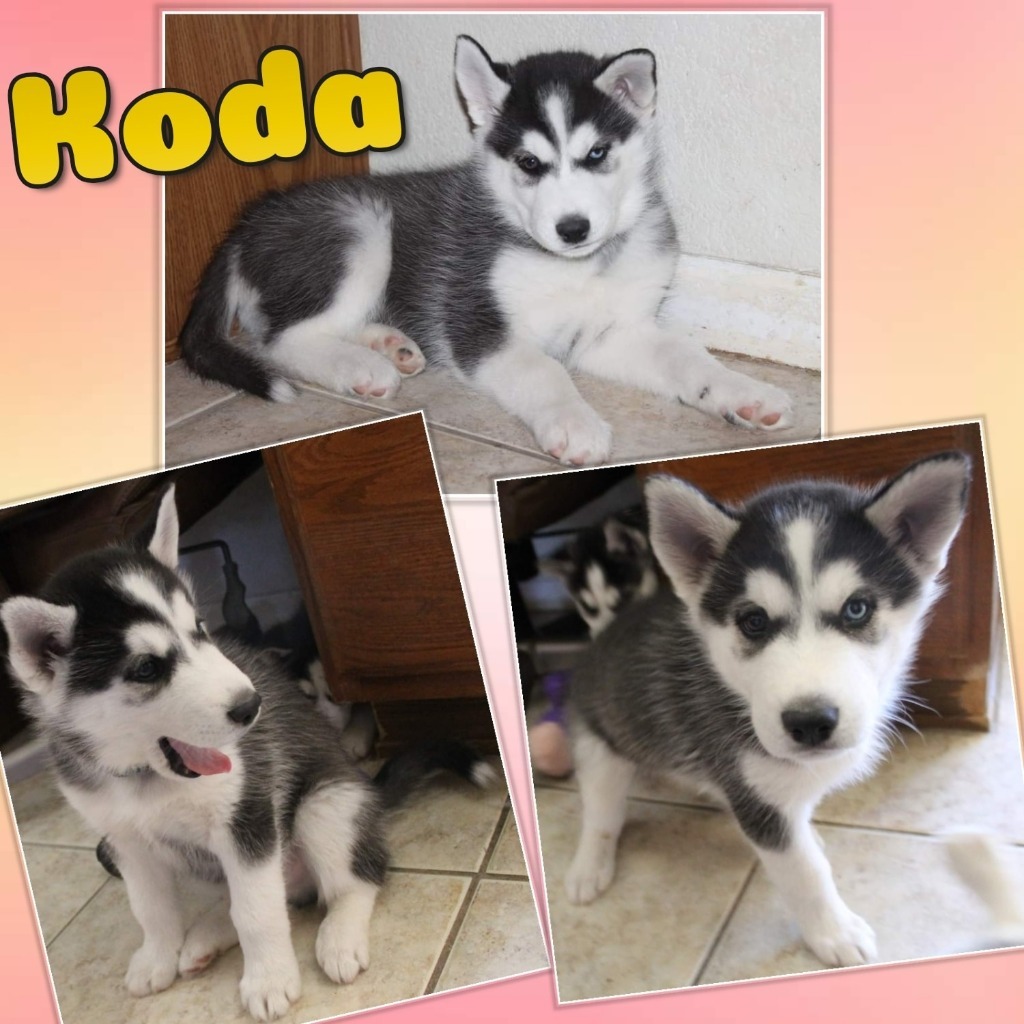 Koda