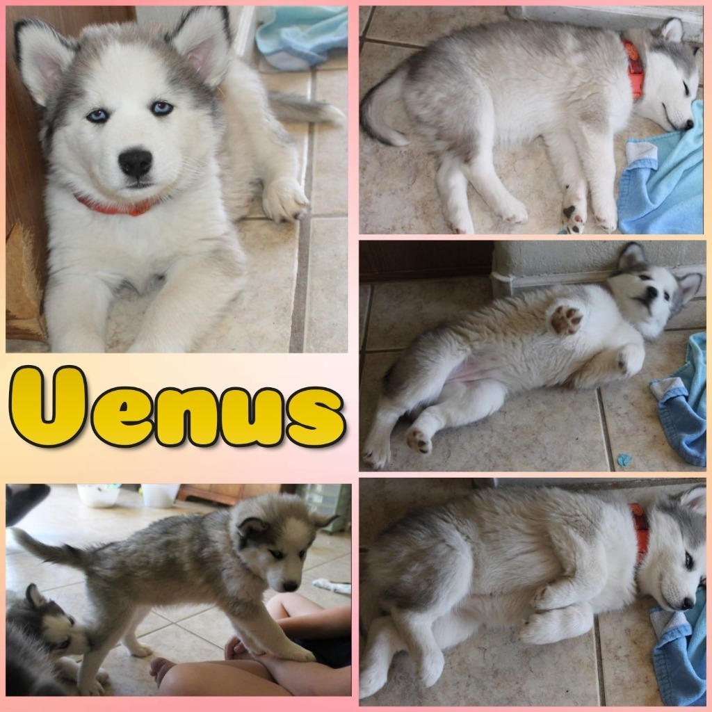 Venus