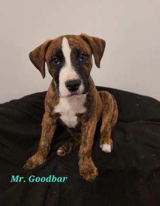 Mr. Goodbar