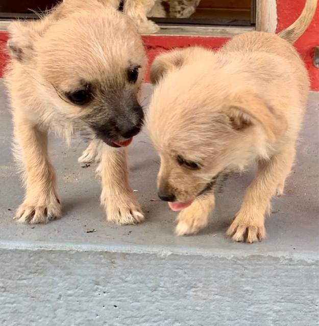 Timmy and Teddy