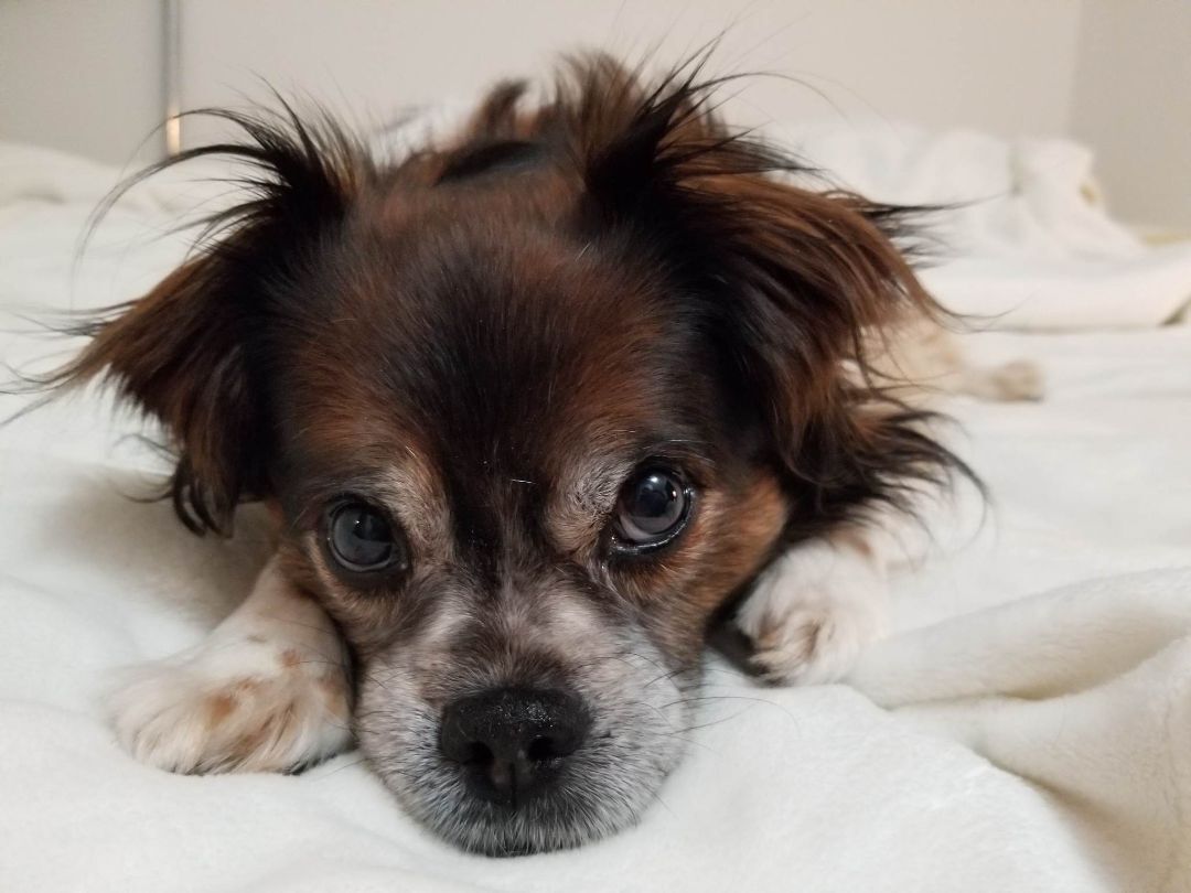 Maggie, an adoptable Shih Tzu, Chihuahua in Chatham, ON, N7M 2Z7 | Photo Image 2
