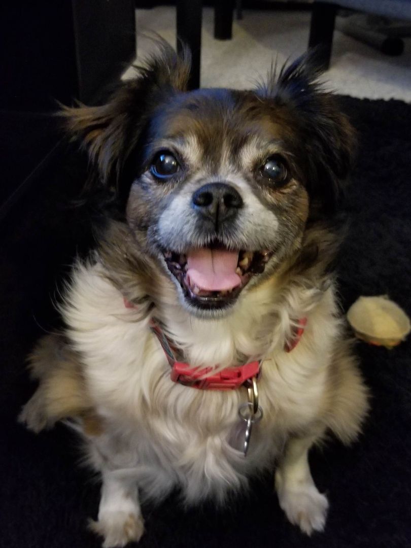 Maggie, an adoptable Shih Tzu, Chihuahua in Chatham, ON, N7M 2Z7 | Photo Image 3