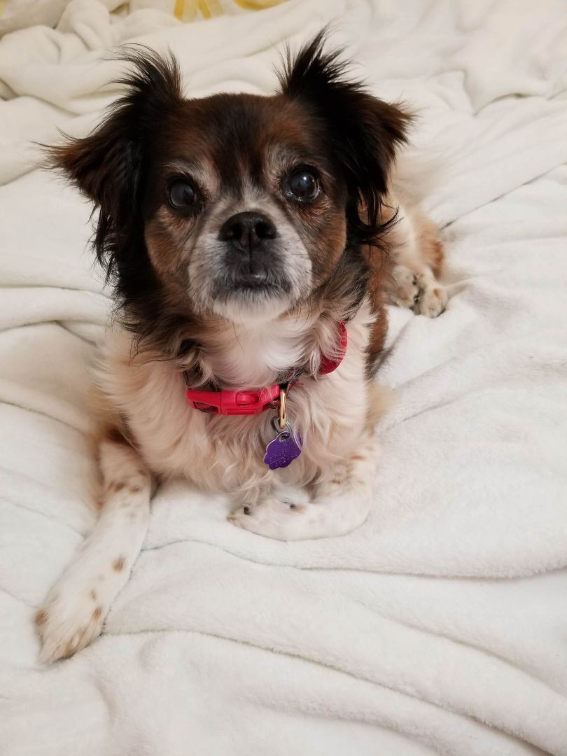 Maggie, an adoptable Shih Tzu, Chihuahua in Chatham, ON, N7M 2Z7 | Photo Image 1