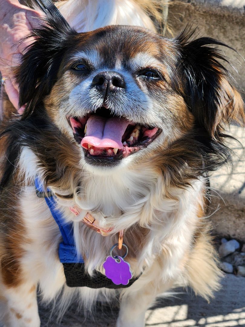 Maggie, an adoptable Shih Tzu, Chihuahua in Chatham, ON, N7M 2Z7 | Photo Image 5