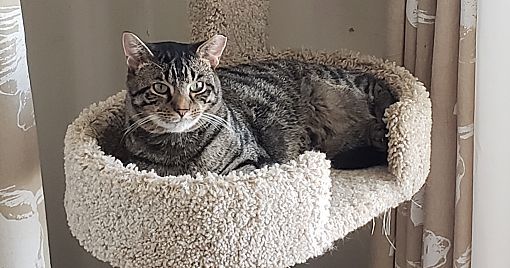 Tigger bonded with Whitey, an adoptable Domestic Short Hair in Macedonia, OH, 44056 | Photo Image 1