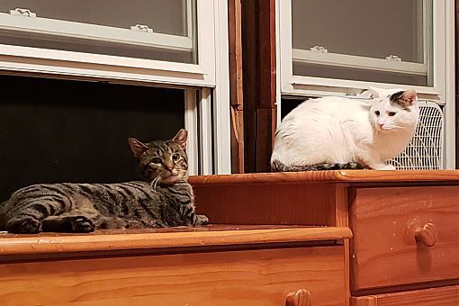 Tigger, an adoptable Domestic Short Hair in Macedonia, OH, 44056 | Photo Image 2