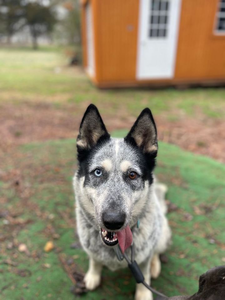 Athena, an adoptable Siberian Husky & German Shepherd Dog Mix in Conover, NC_image-1