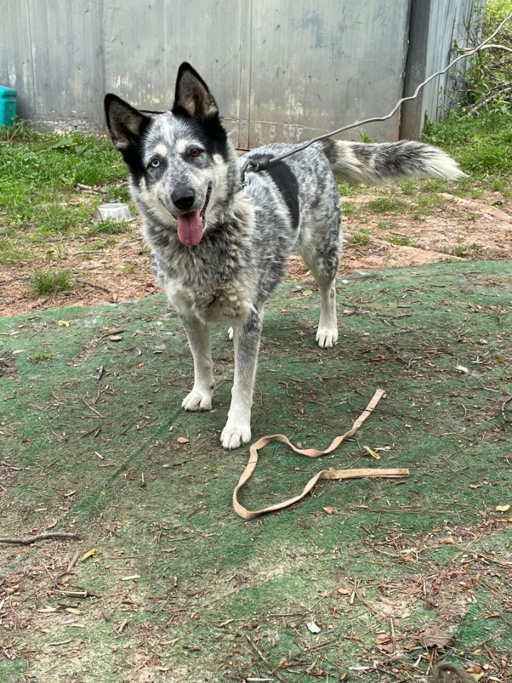 Athena, an adoptable Siberian Husky & German Shepherd Dog Mix in Conover, NC_image-3