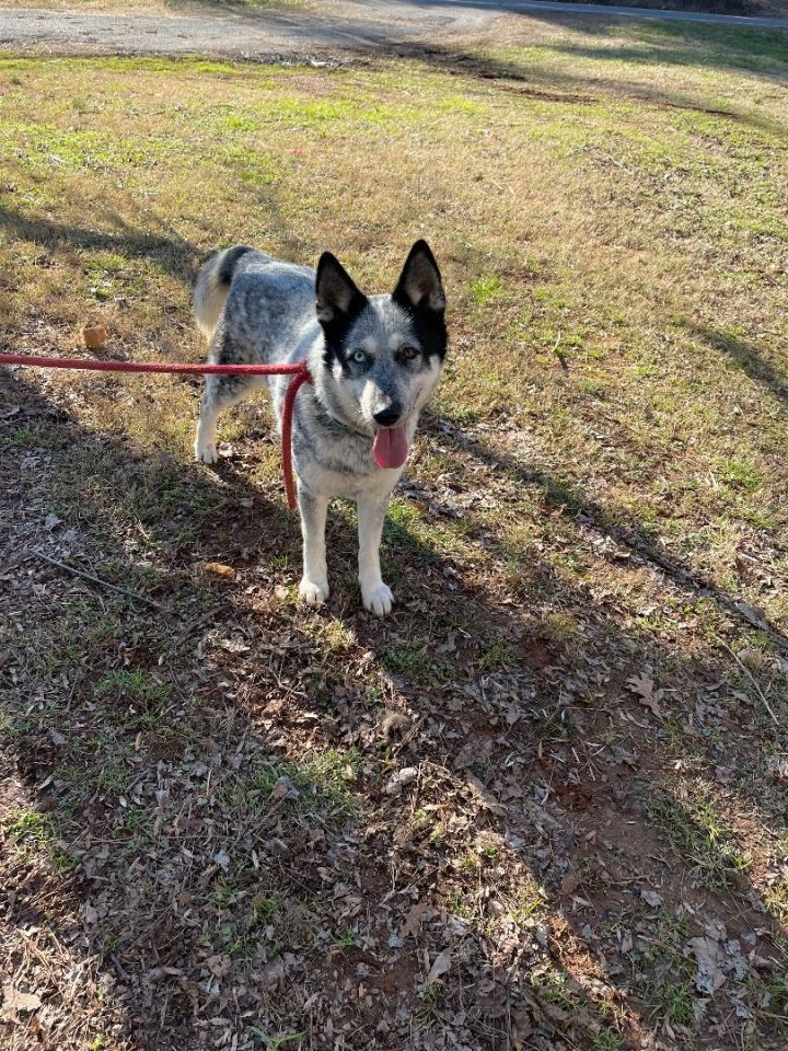 Athena, an adoptable Siberian Husky & German Shepherd Dog Mix in Conover, NC_image-6