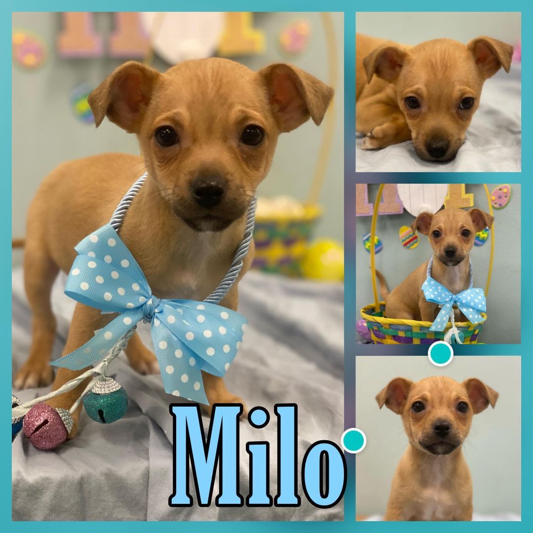 Milo