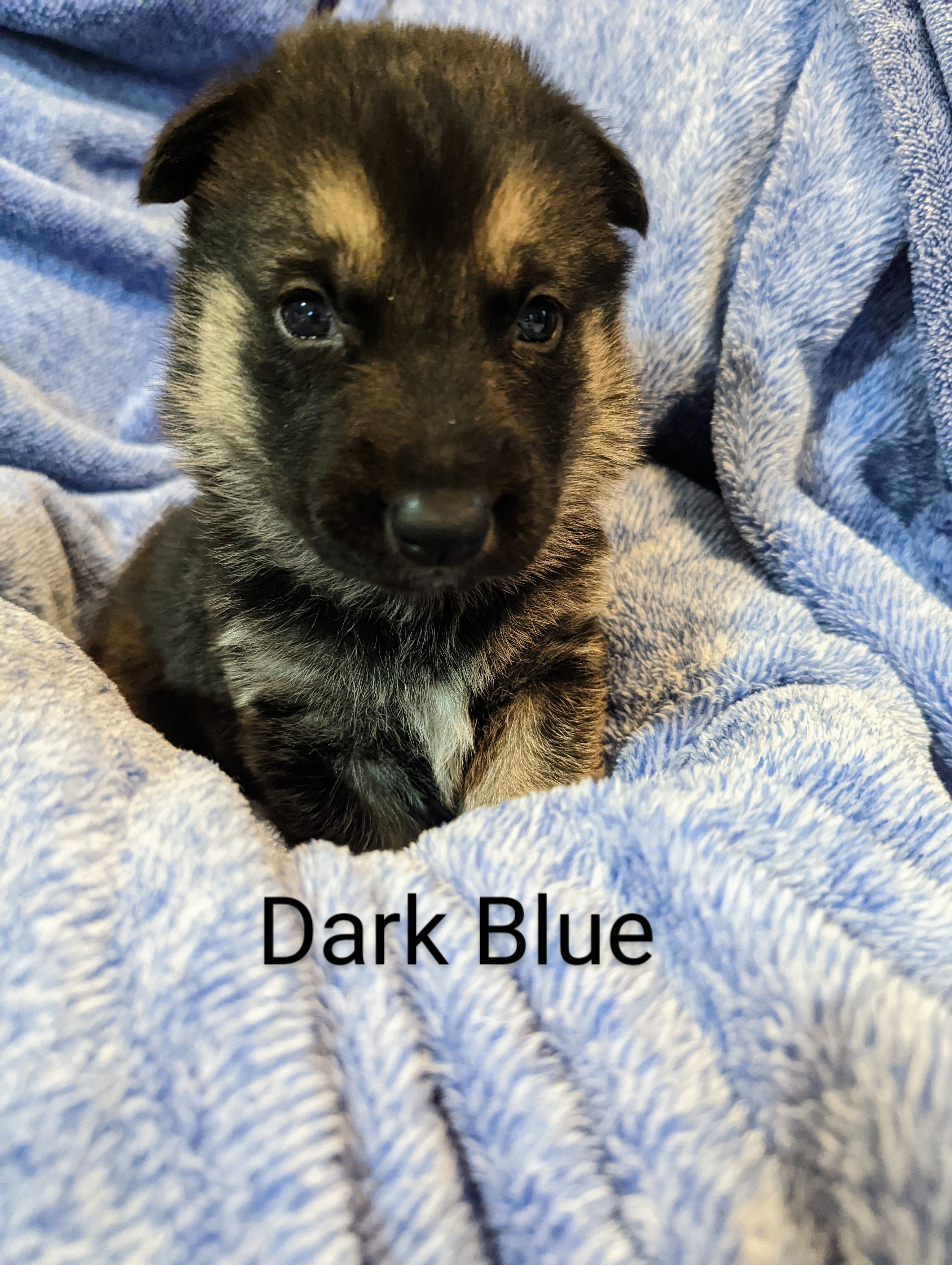 Chewy (Dark Blue)