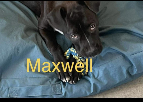 Maxwell