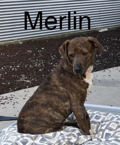 Merlin