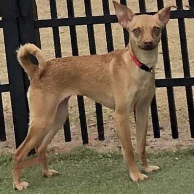 Long legged 2024 chihuahua mix