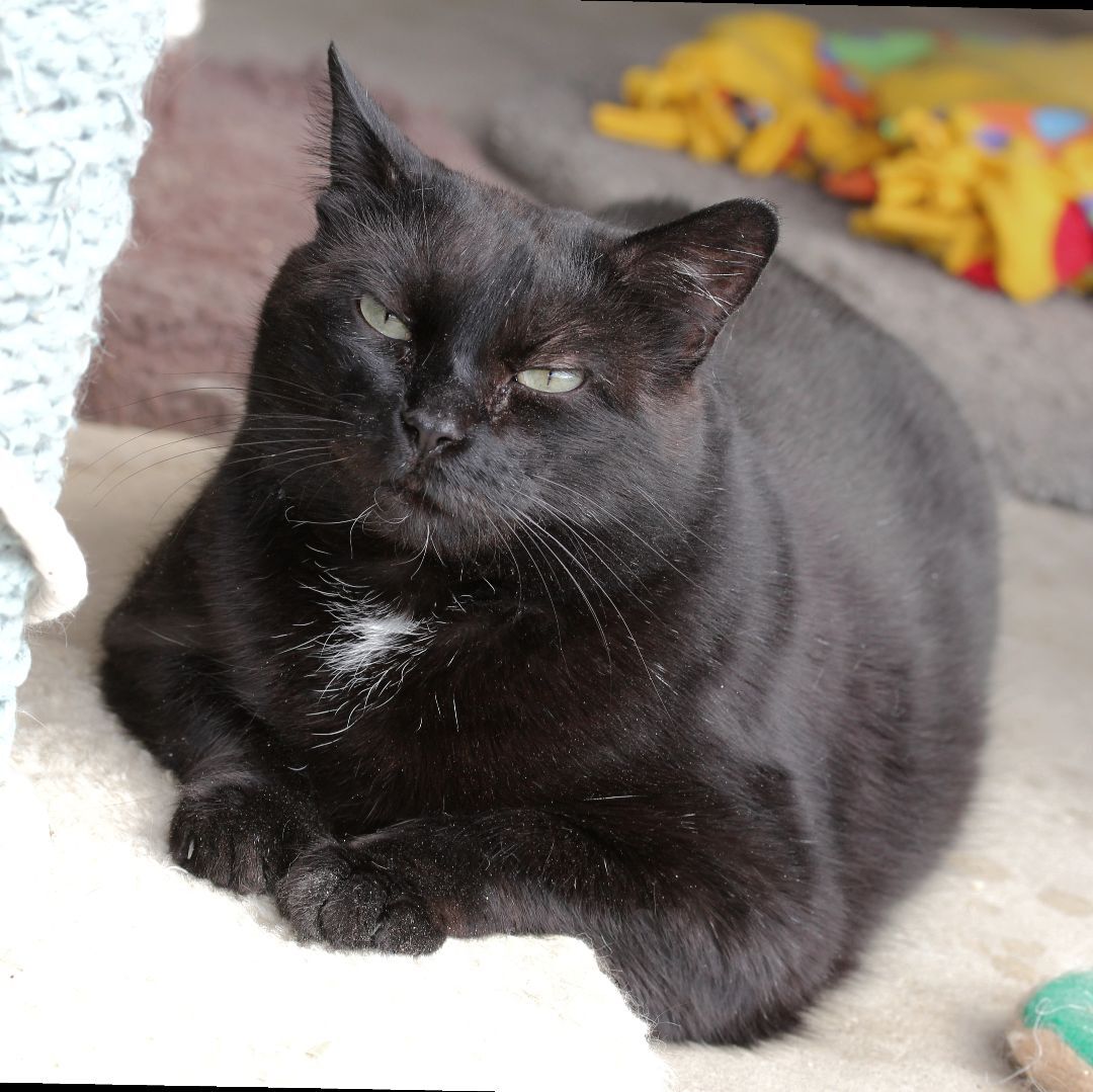 Blackie, an adoptable Domestic Short Hair in Harrisville, UT, 84404 | Photo Image 1