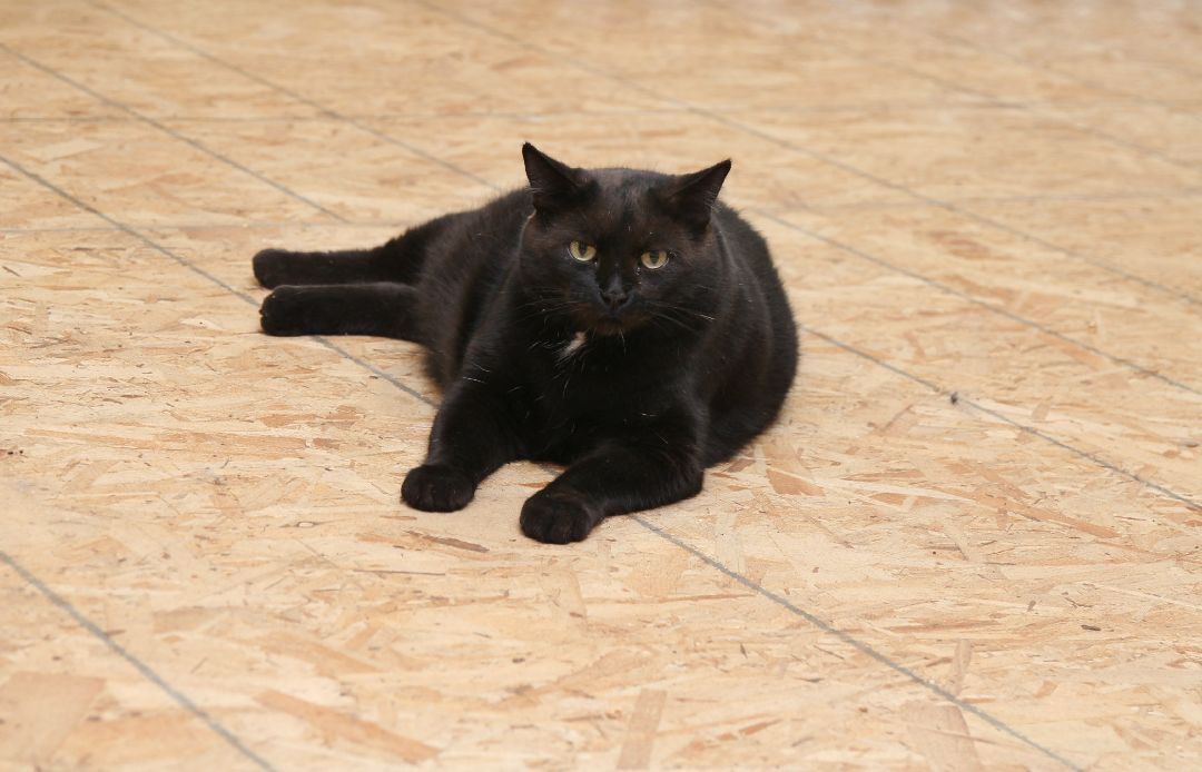 Blackie, an adoptable Domestic Short Hair in Harrisville, UT, 84404 | Photo Image 2