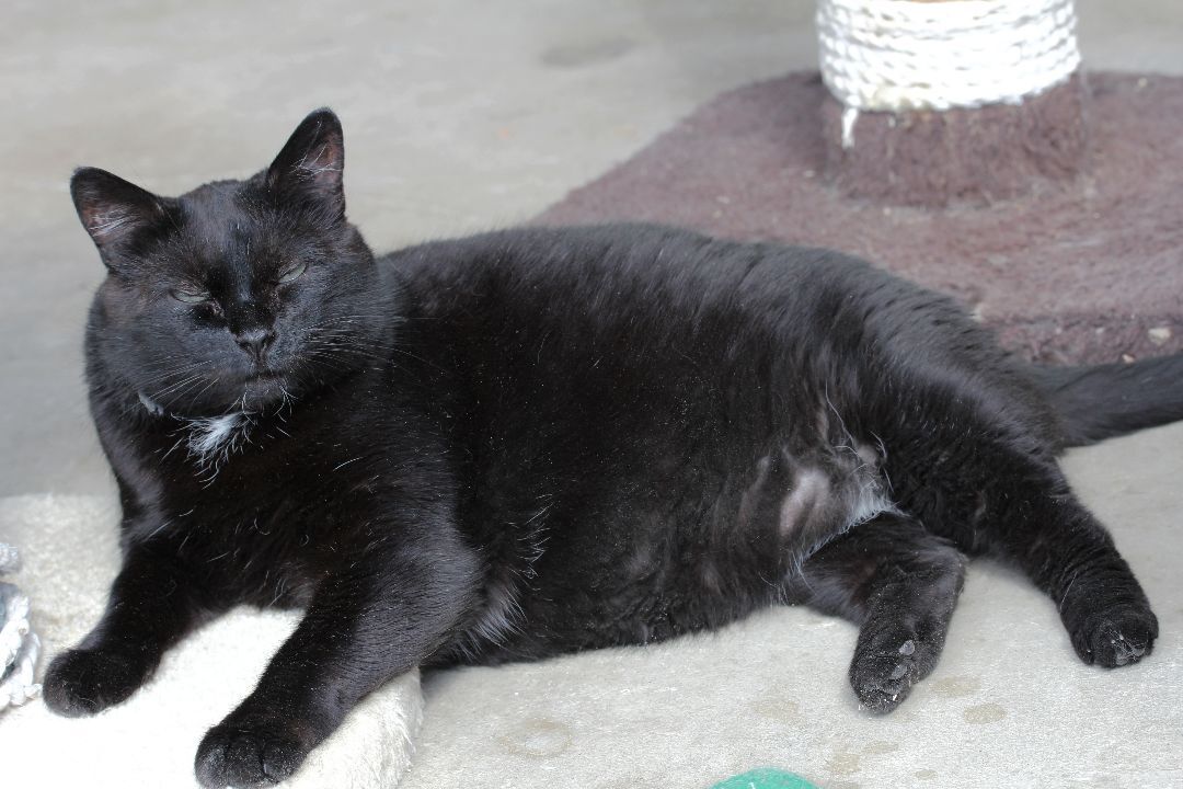 Blackie, an adoptable Domestic Short Hair in Harrisville, UT, 84404 | Photo Image 3