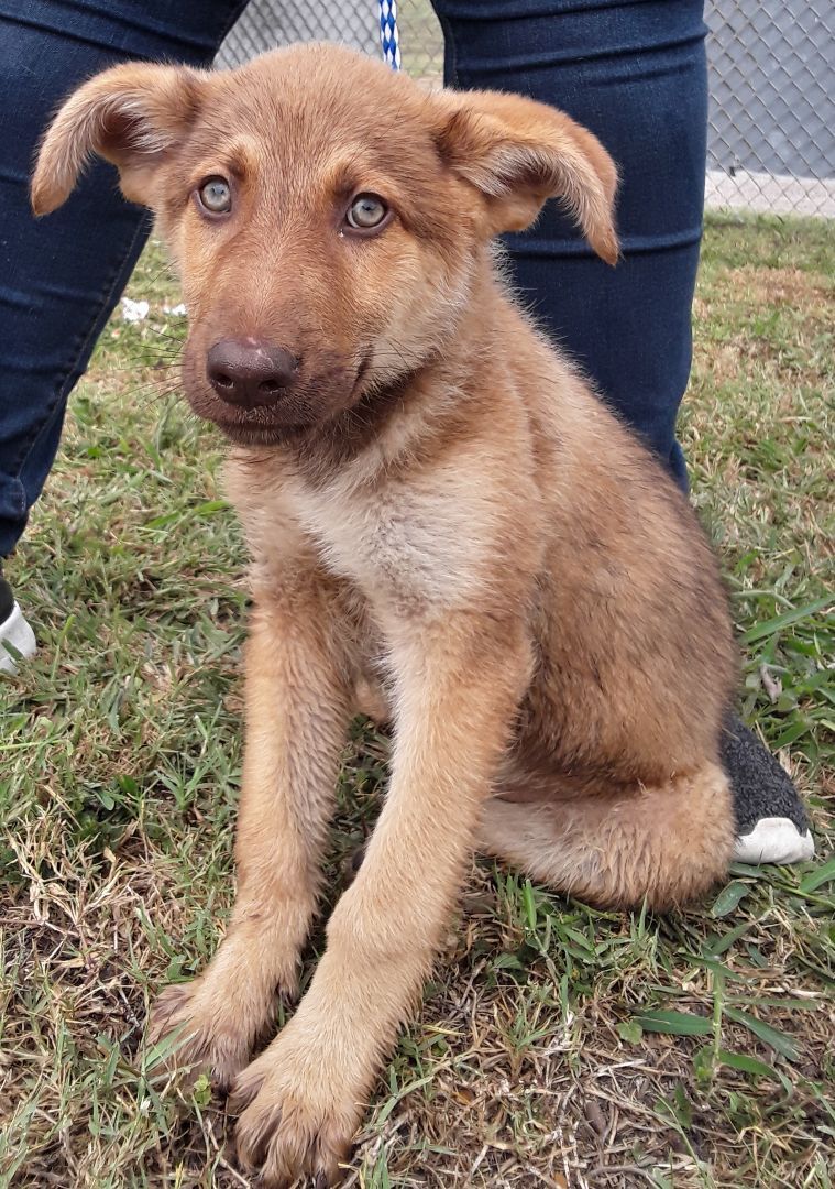 Summer, an adoptable German Shepherd Dog, Husky in Port Isabel, TX, 78578 | Photo Image 1