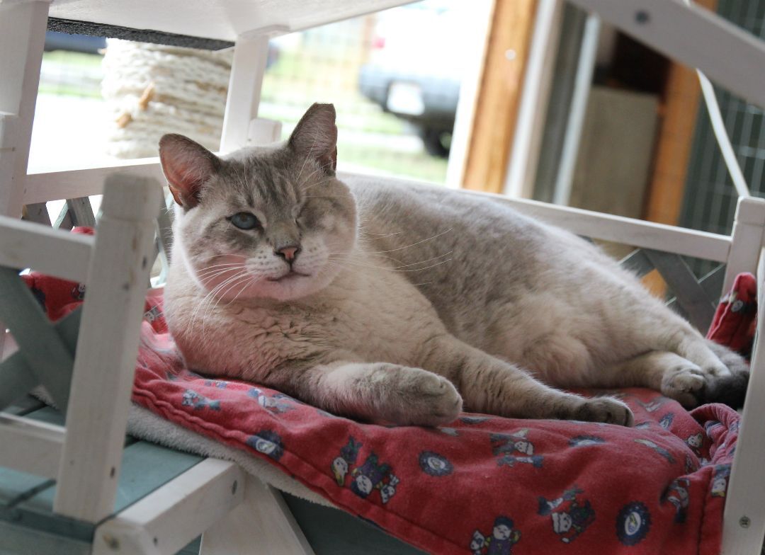 Mae Mae, an adoptable Siamese in Harrisville, UT, 84404 | Photo Image 1