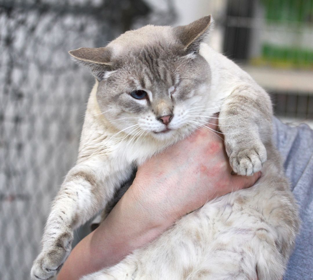 Mae Mae, an adoptable Siamese in Harrisville, UT, 84404 | Photo Image 2