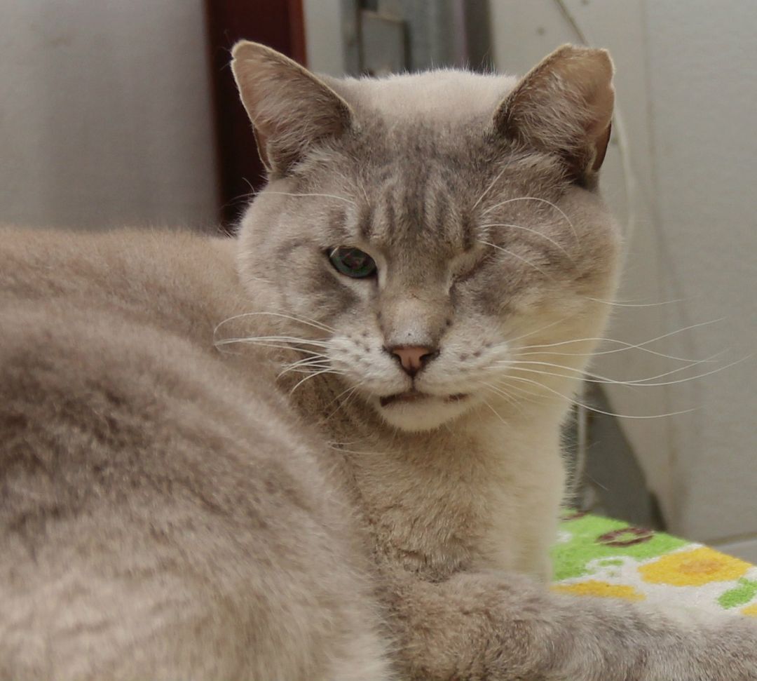 Mae Mae, an adoptable Siamese in Harrisville, UT, 84404 | Photo Image 3