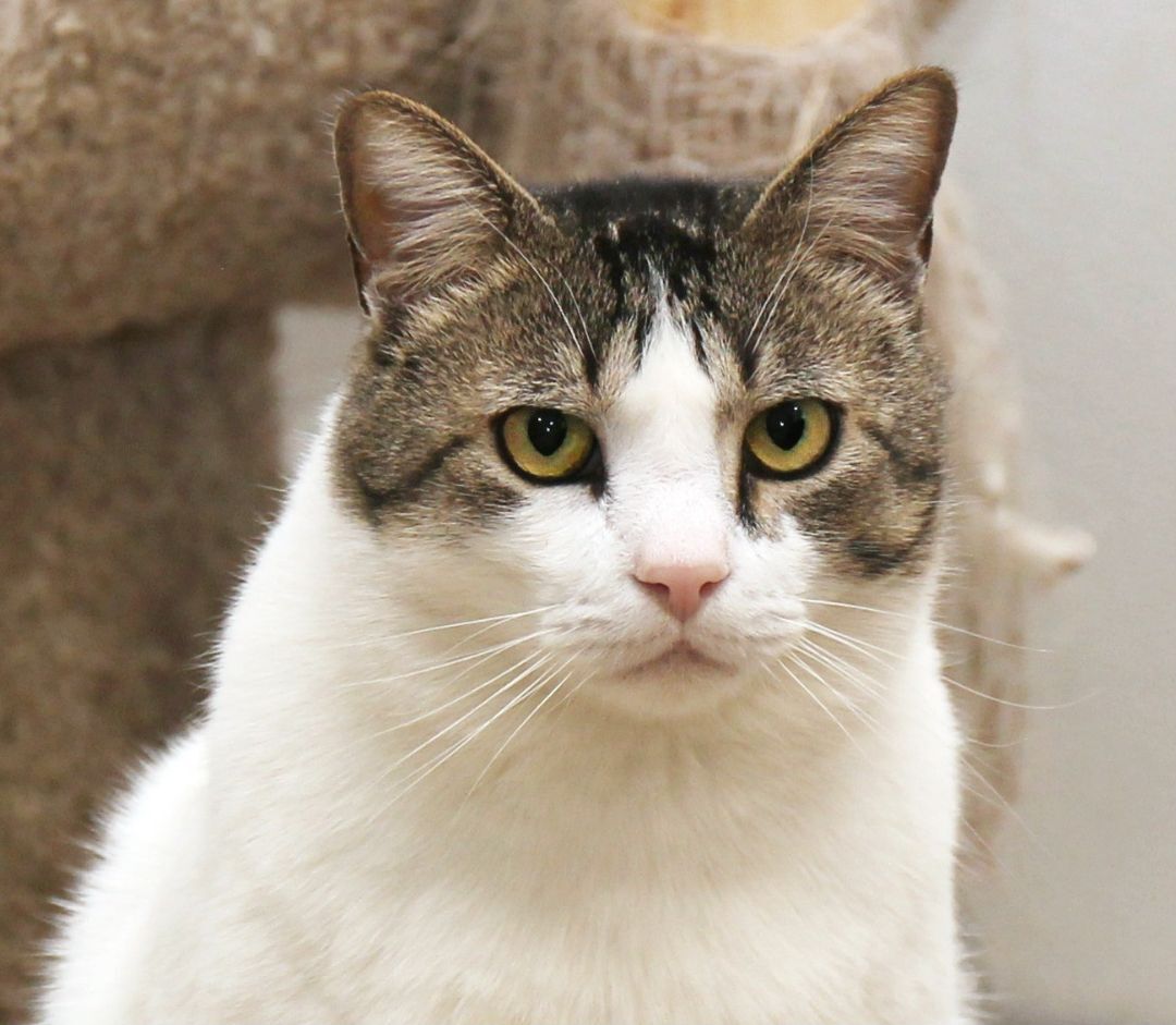 Flint, an adoptable Tabby in Harrisville, UT, 84404 | Photo Image 1