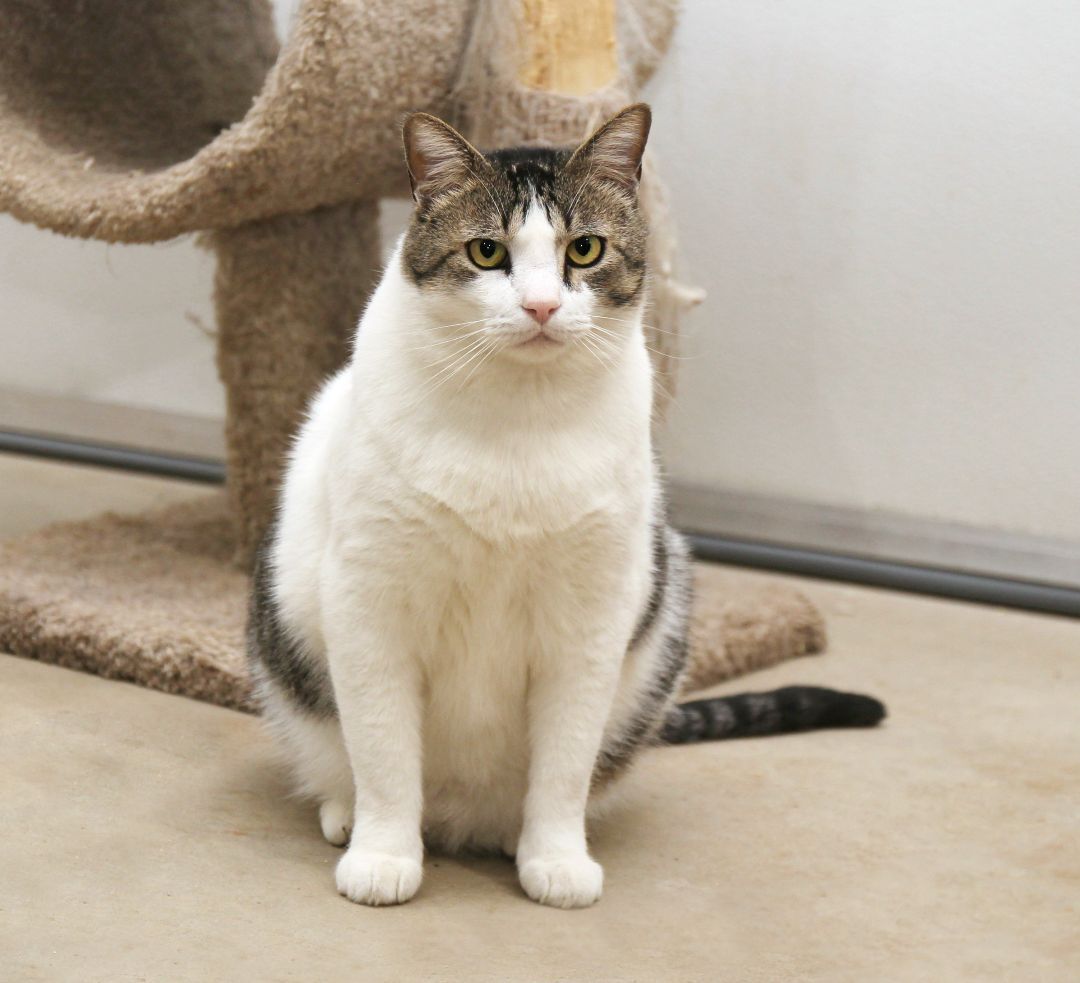 Flint, an adoptable Tabby in Harrisville, UT, 84404 | Photo Image 2