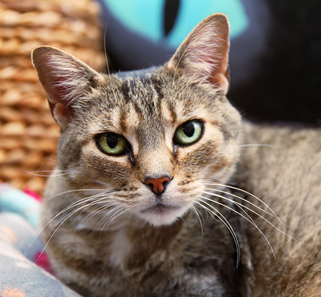 Mercy, an adoptable Tabby in Harrisville, UT, 84404 | Photo Image 1