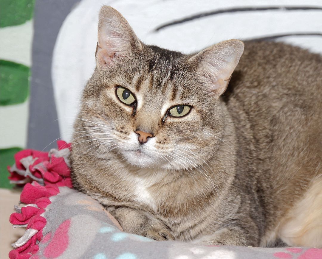 Mercy, an adoptable Tabby in Harrisville, UT, 84404 | Photo Image 2