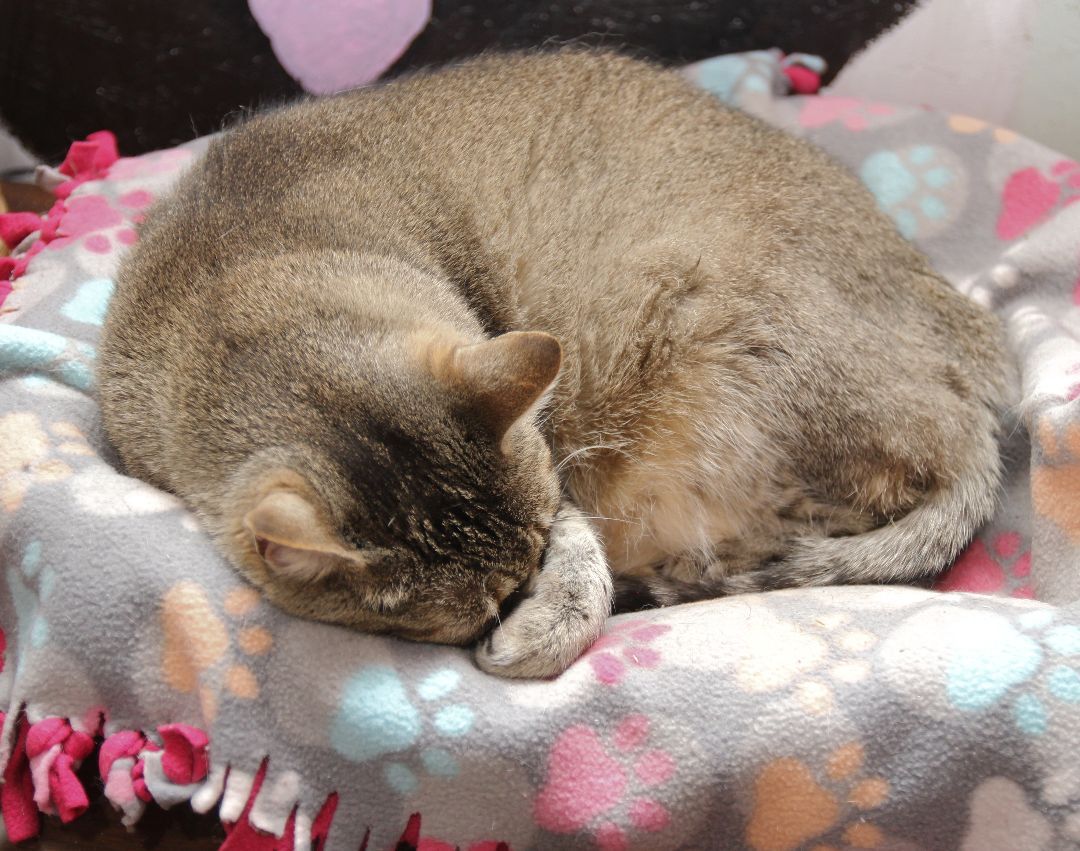 Mercy, an adoptable Tabby in Harrisville, UT, 84404 | Photo Image 4