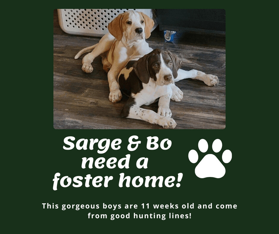 Needs Foster Sarge (OH)