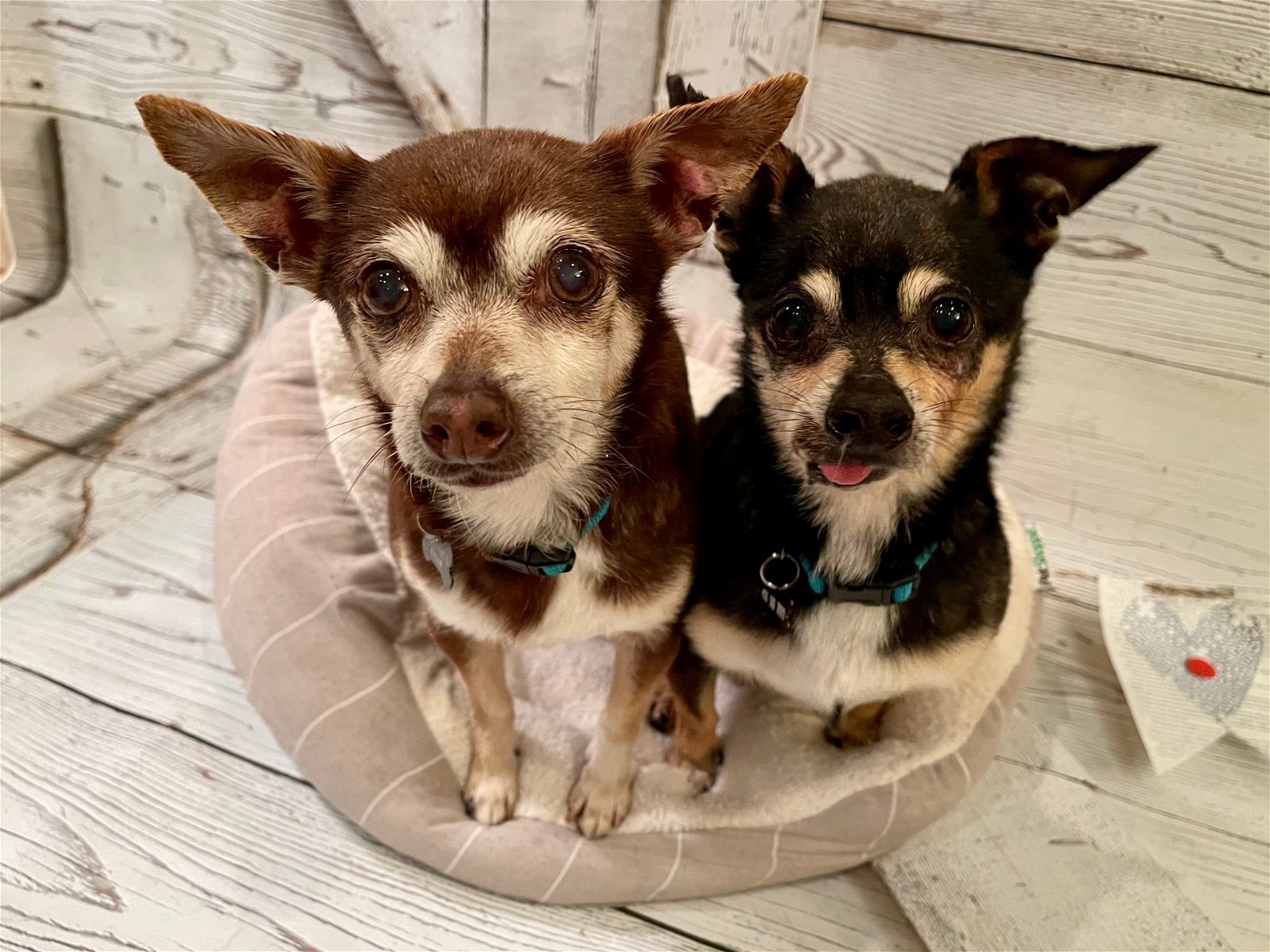 Remi, an adoptable Chihuahua in Santa Clara, CA, 95050 | Photo Image 1