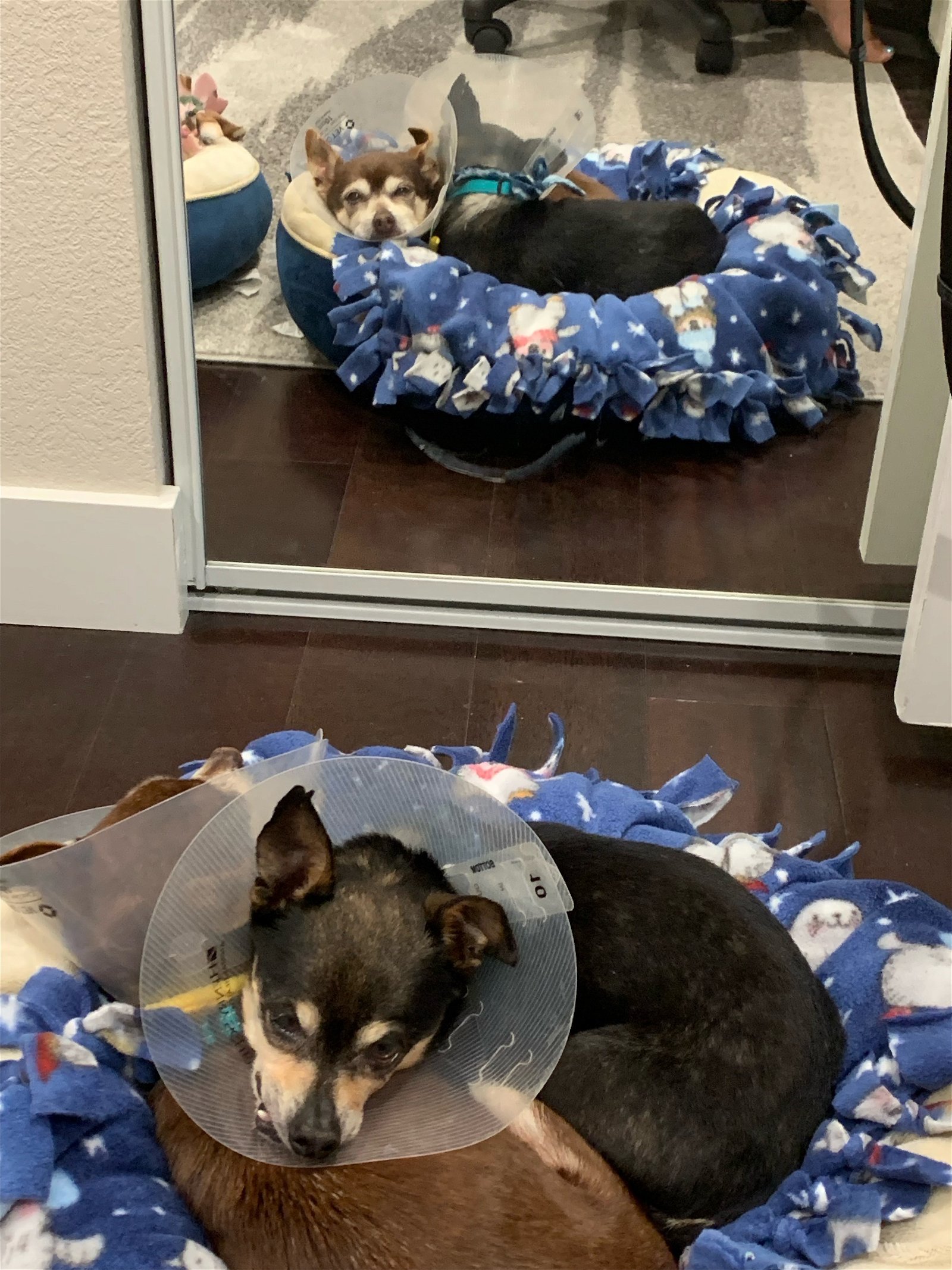 Remi, an adoptable Chihuahua in Santa Clara, CA, 95050 | Photo Image 2