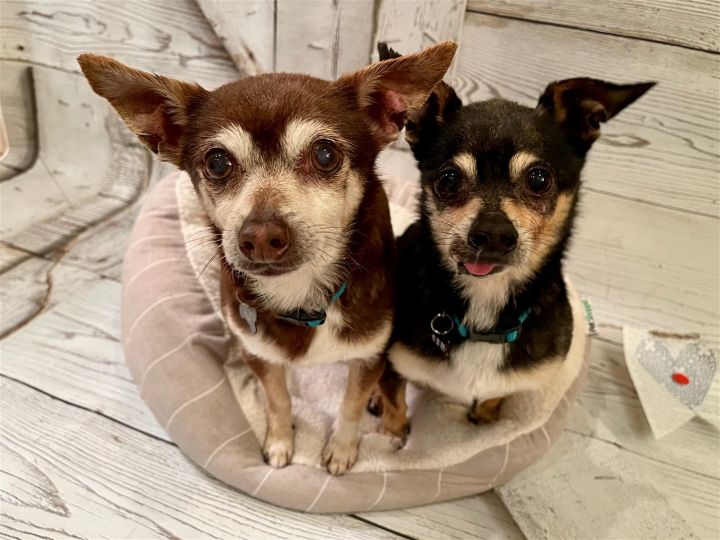 Dog for adoption - Rose, a Chihuahua Mix in Santa Clara, CA | Petfinder